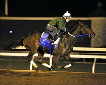 Nickname - Morning Workout - Keeneland Race Course - 101915
Exercise Rider: Carlos Rosas
Trainer: Steven M. Asmussen
Owner: LNJ Foxwoods