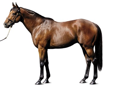 A winner of seven of 13 starts with earnings of $2,673,470, Hard Spun entered stud at Darley in the United States, shuttling to Australia and Japan. From five crops of racing age, the 10-year-old stallion has been represented by 47 stakes winners, with progeny earnings in excess of 32 million.