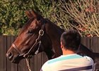 Fasig-Tipton October Yearling Sale: Preview Fasig-Tipton October Yearling Sale: Preview