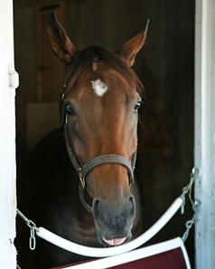 Yahilwa - Barn Area - Keeneland Race Course - 100915