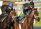 Got Lucky to Hill 'n' Dale Broodmare Band Got Lucky to Hill 'n' Dale Broodmare Band