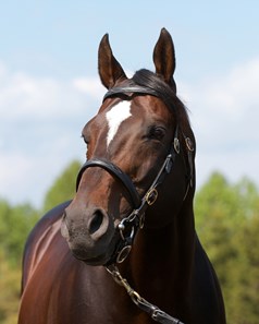 Empire Maker at the JBBA's Shizunai Stallion Station in June 2013