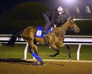 Super Majesty - Morning Gallop - Keeneland Race Course - 102315