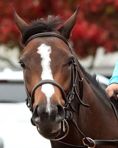 Ruby Notion - Morning Workout - Keeneland Race Course - 102415