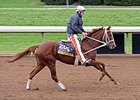 I'm a Chatterbox
<br><a target="blank" href="http://photos.bloodhorse.com/BreedersCup/2015-Breeders-Cup/Works/i-3KkFJJk">Order This Photo</a>