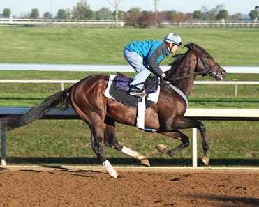 Greenpointcrusader - Morning Workout - Keeneland Race Course - 101915