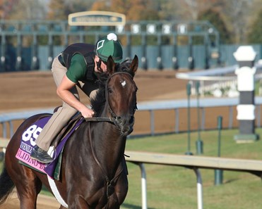 Gliding By - Morning Training - Keeneland Race Course - 102315