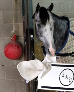 Liam's Map (Breeders' Cup Dirt Mile) demonstrating how to wave the white flag for his opponents in the Breeders' Cup. Photo By: Chad B. Harmon