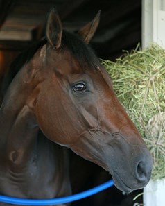 Sentiero Italia - Barn Area - Keeneland Race Course - 100715