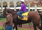 Beholding Beholder in Keeneland's Paddock Beholding Beholder in Keeneland's Paddock