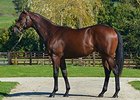Lot 161, an Oasis Dream colt, brought €290,000.