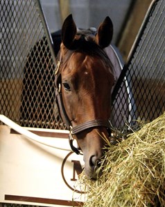 Beholder (Breeders' Cup Classic) having a morning snack at Keeneland on October 28, 2015. Photo By: Chad B. Harmon
