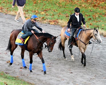 American Pharoah (Breeders' Cup Classic) heads to the training track at Keeneland on October 29, 2015. Photo By: Chad B. Harmon