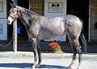 Hip 345, Malibu Moon filly, sold for $200,000 to top the Oct. 6 Fasig-Tipton Midlantic fall yearling sale.