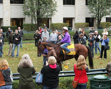 Beholder
Paddock Schooling
Trainer: Richard E. Mandella
Owner: Spendthrift Farm LLC
Breeder: Clarkland Farm