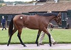 Lot 304, a Dubawi filly brought 2.1 million guineas ($3,373,650).