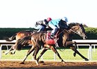 Conquest Daddyo Pleases in BC Work