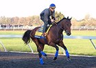American Pharoah galloped 2 1/2 times around the five-furlong Keeneland training track.