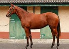 Raven's Pass Filly Tops Goffs Orby Sale Raven's Pass Filly Tops Goffs Orby Sale
