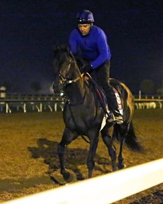 Conquest Daddyo - Morning Training - Keeneland Race Course - 102415