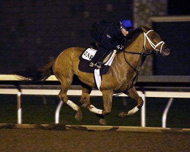 Red Rifle - Morning Workout - Keeneland Race Course - 102315