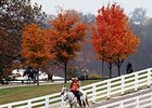 <br><a target="blank" href="http://photos.bloodhorse.com/BreedersCup/2015-Breeders-Cup/Works/i-bbZXbMQ">Order This Photo</a>