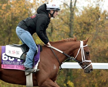 Sapphire Kitten - Morning Training - Keeneland Race Course - 102715