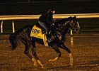 Honor Code took a spin around Keeneland in the driving rain Oct. 28.<br><a target="blank" href="http://photos.bloodhorse.com/BreedersCup/2015-Breeders-Cup/Works/i-kt488cJ">Order This Photo</a>