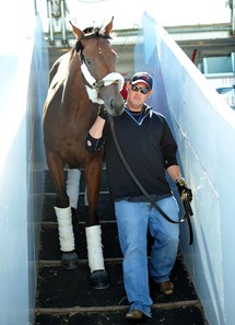Beholder being led off Tex Sutton flight 725 at Bluegrass Field in Lexington, KY Oct. 19 for the Breeders' Cup.