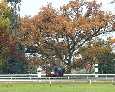 Judy the Beauty - Morning Workout - Keeneland Race Course - 102415