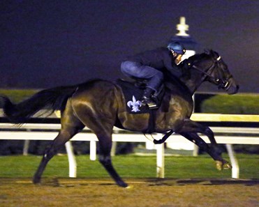 Exaggerator - Morning Workout - Keeneland Race Course - 102415