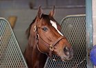 Untapable Out of BC Distaff Untapable Out of BC Distaff