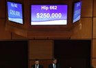 Hip 662, by Street Boss, was one of two colts to bring $250,000 on Oct. 20.
