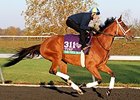 The Pizza Man Tops Wise Dan The Pizza Man Tops Wise Dan