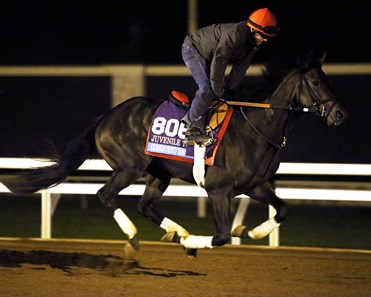 Conquest Daddyo - Morning Gallop - Keeneland Race Course - 102315