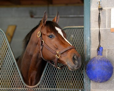 Caption: Untapable in her stall morning of announcement.
Morning scenes at Keeneland for Breeders' Cup on Oct. 27, 2015.