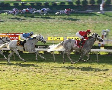 Harpoon #1 and jockey Samuel Camacho Jr. scared off the rest of the field in the Gray Ghost Starter Handicap for Gray Thoroughbreds on Halloween at the Monmouth Park at the Meadowlands All-Turf Meet in East Rutherford, New Jersey.
