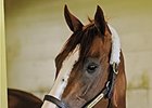 California Chrome Arrives at Los Alamitos California Chrome Arrives at Los Alamitos