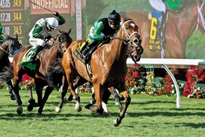 The Pizza Man, showing no ill effects from a busy schedule and a trip to the West Coast, feasted on the Hollywood Turf Cup Stakes (gr. IIT) field Thanksgiving Day, rallying wide and from far back to score easily in 2:31.75 for the 12 furlongs on a turf course rated firm at Del Mar.