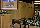 Hip 366, a daughter of Tapit, sold for $1.1 million on Nov. 3.