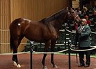 Don't Tell Sophia was purchased for $1.2 million