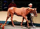 Lot 551, a Lope de Vega colt, brought €105,000.