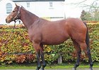 Goffs Posts Excellent Gains in Gross, Average Goffs Posts Excellent Gains in Gross, Average