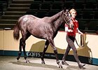 Zoffany Colt Leads Way at Day Four Goffs Zoffany Colt Leads Way at Day Four Goffs