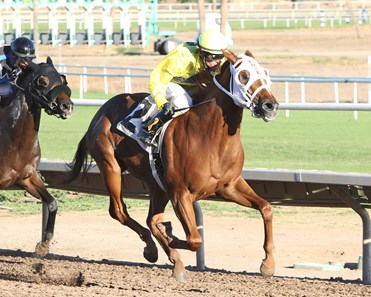 Autumn Blitz captures the ATBA Falls Sales Stakes at Turf Paradise in Phoenix, Arizona.