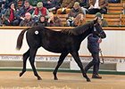 Son of Lethal Force Tops Tattersalls Day 2 Son of Lethal Force Tops Tattersalls Day 2