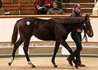 Swiss Spirit Colt Leads Tattersalls Session Swiss Spirit Colt Leads Tattersalls Session