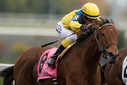 Jockey Luis Contreras guides Flipcup to victory in the $150,000 Maple Leaf Stakes at Woodbine Racetrack.
