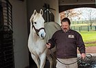 Tapit