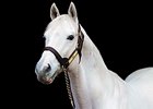 Tapit